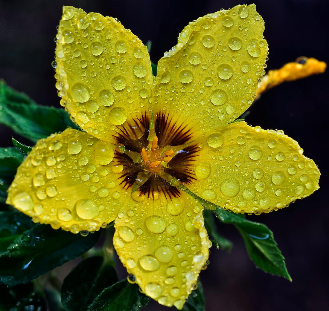 Damiana (Turnera diffusa)