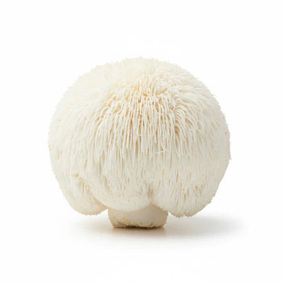 Lion’s Mane Mushroom (Hericium erinaceus)